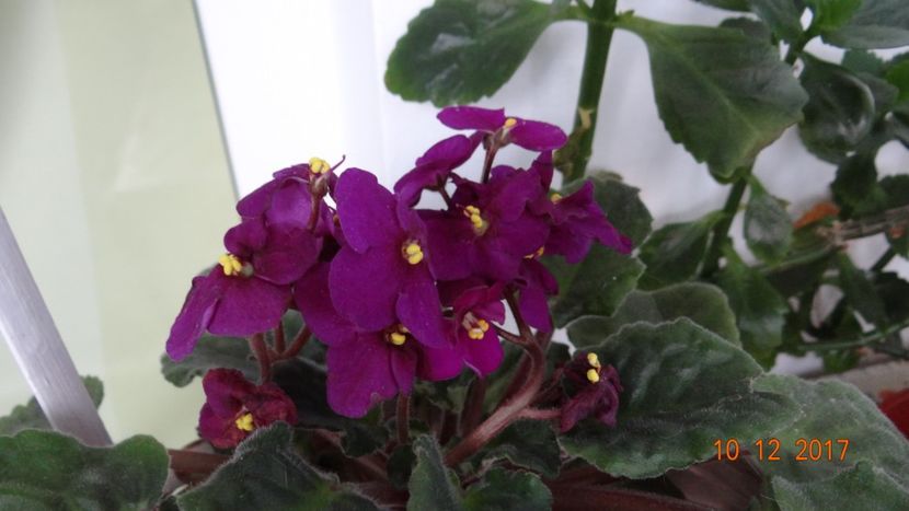  - Violete Africane