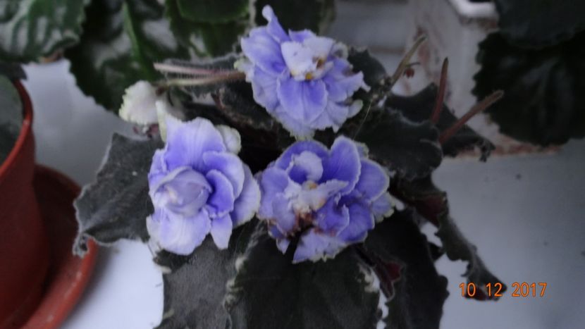 Sansousy Coco - Violete Africane