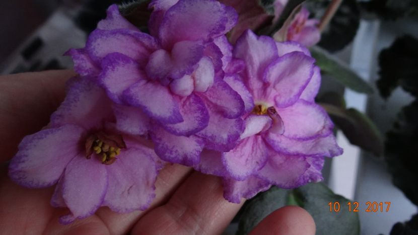  - Violete Africane