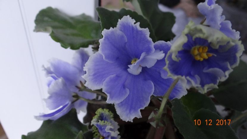 Ruffled Skies - Violete Africane