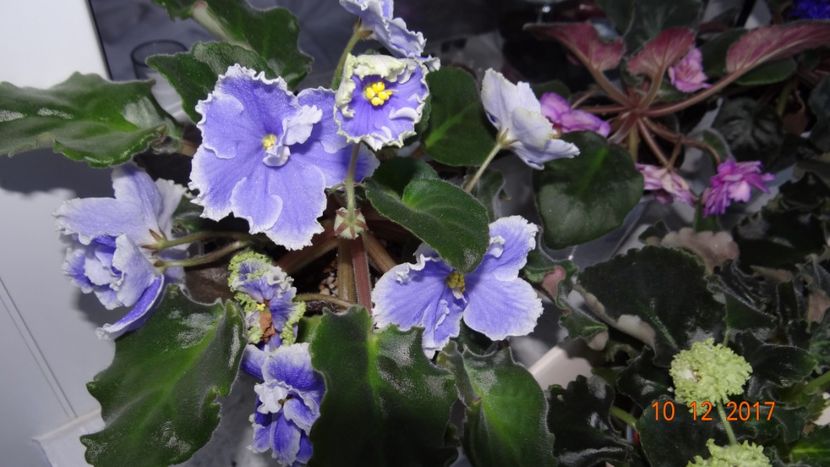  - Violete Africane