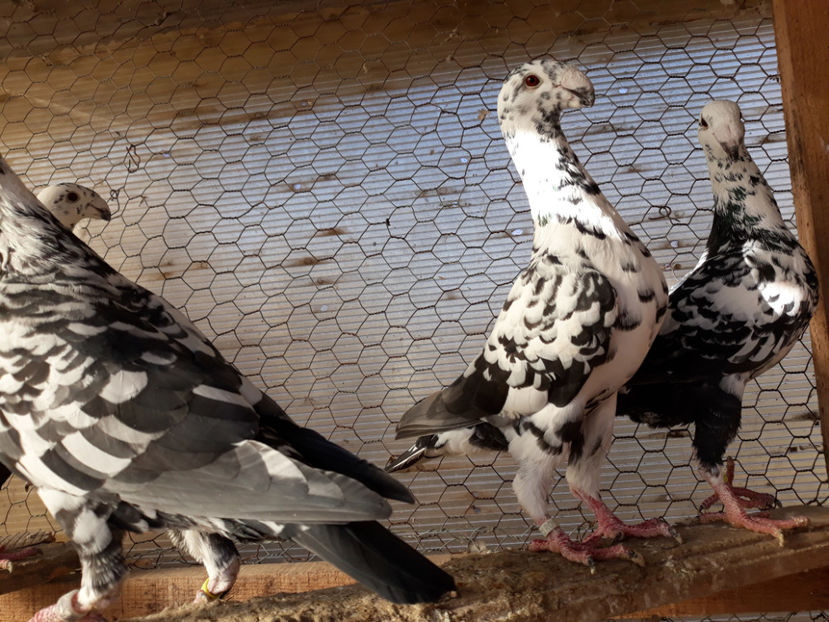  - GERMANI BOBATI SI LA GRAMADA