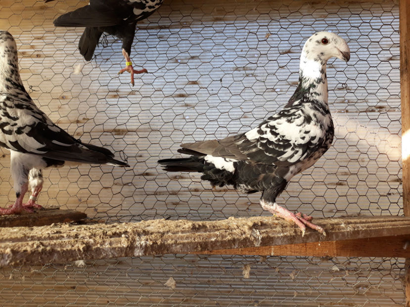  - GERMANI BOBATI SI LA GRAMADA