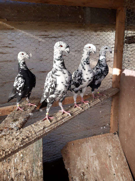  - GERMANI BOBATI SI LA GRAMADA