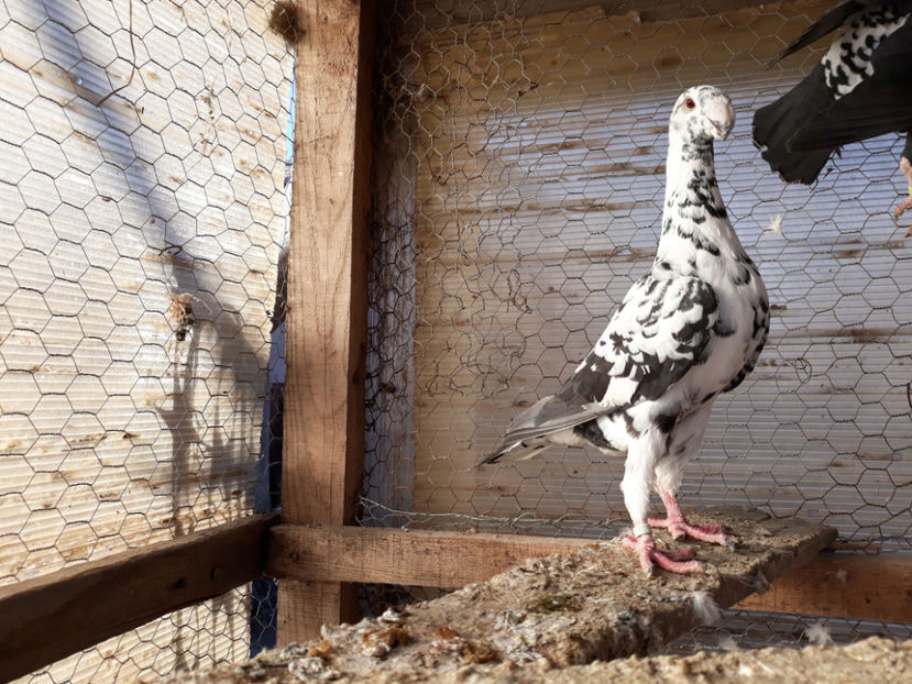  - GERMANI BOBATI SI LA GRAMADA