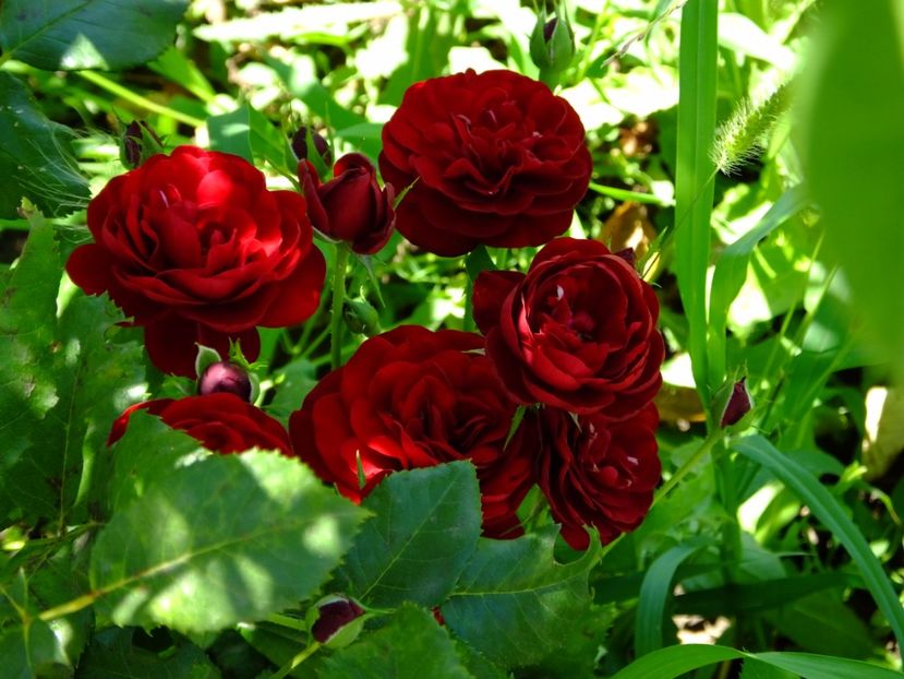 Lavaglut - 2017_07_Iulie