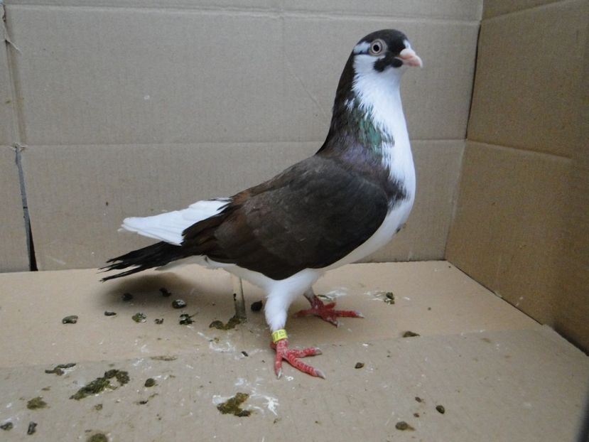 8952  mascul  2017 - Plecați ALBUM 1