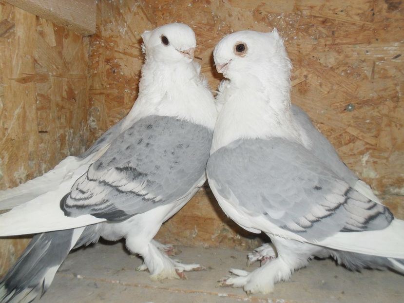 M17  F17 - BLONDINETI SILVERETI SI BLUETI DE VANZARE