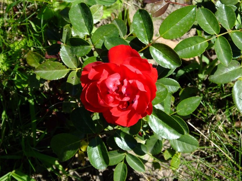 Florentina, primul sezon - 2017_07_Iulie