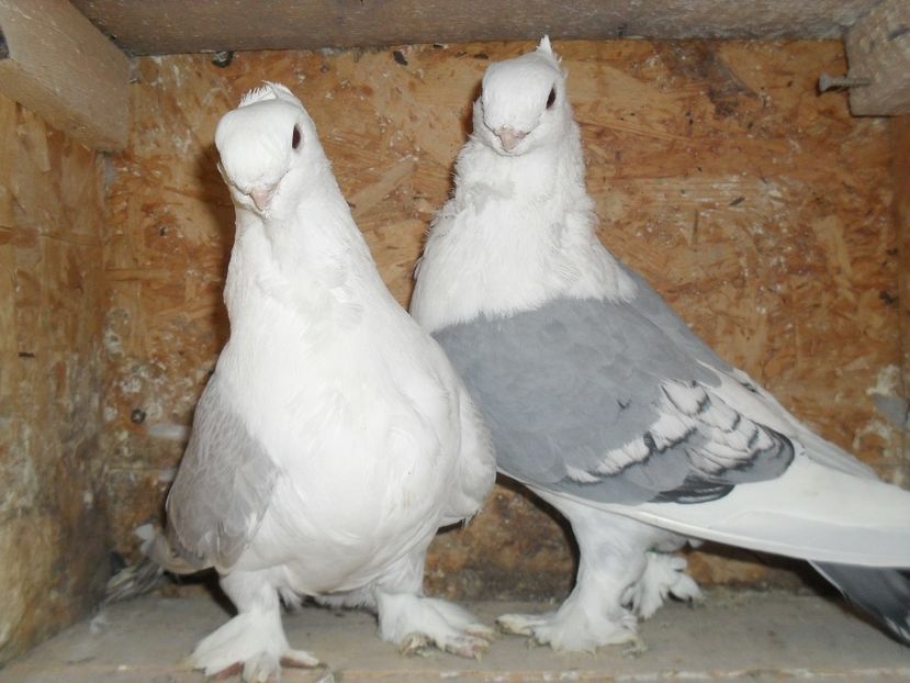  - BLONDINETI SILVERETI SI BLUETI DE VANZARE