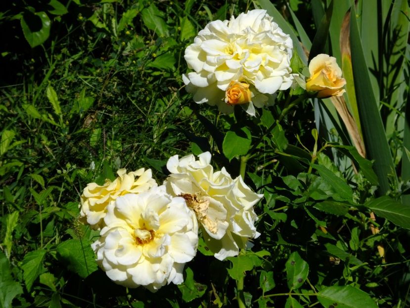 Comtessa - 2017_07_Iulie