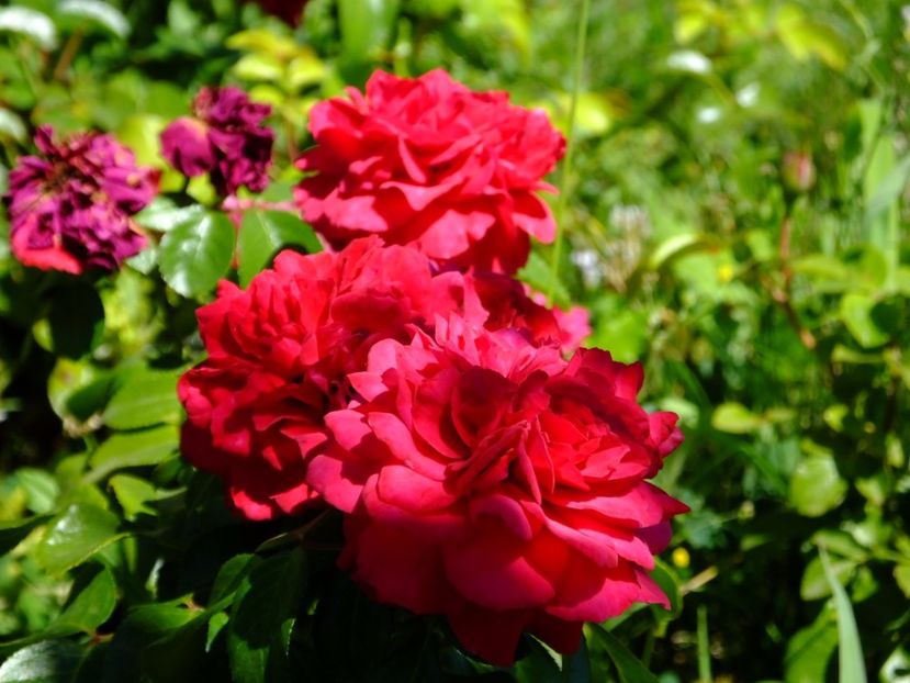 Red Leonardo da Vinci, il ador! - 2017_07_Iulie