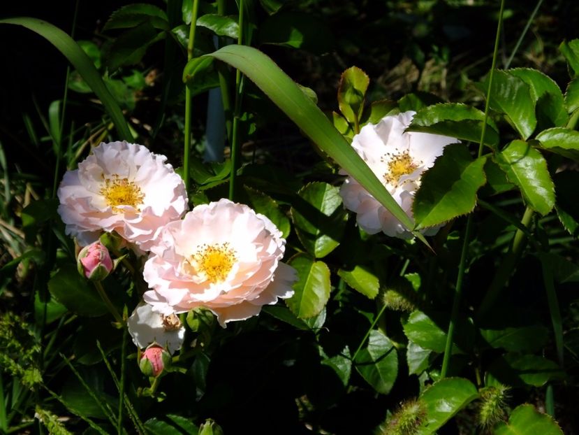 Twiggy Rose - 2017_07_Iulie