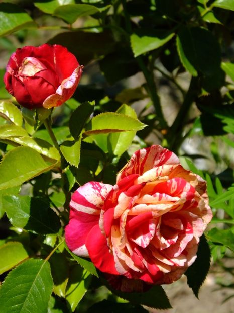 Broceliande - 2017_07_Iulie