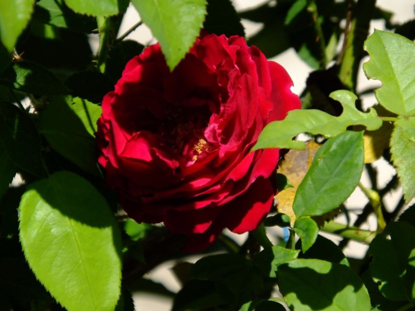 Gospel - 2017_07_Iulie