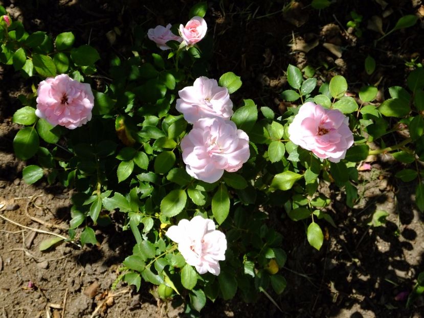 Bonica - 2017_07_Iulie