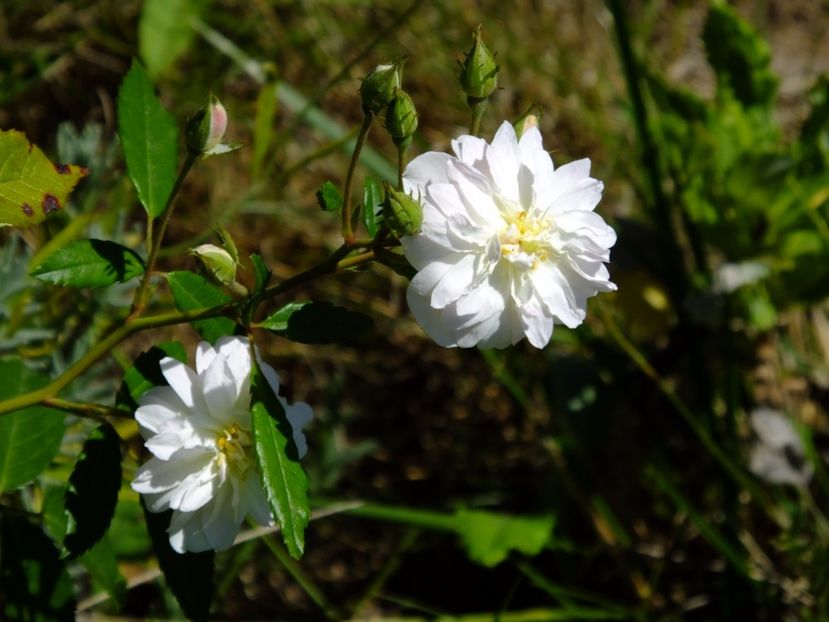 Snow Goose - 2017_07_Iulie