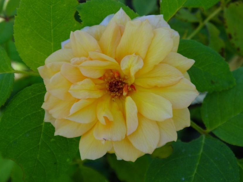 Grace - 2017_07_Iulie