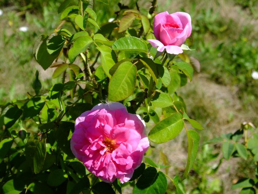 Gertrude Jekyll - 2017_07_Iulie