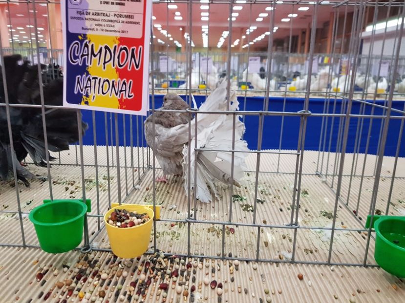  - -campioni porumbei