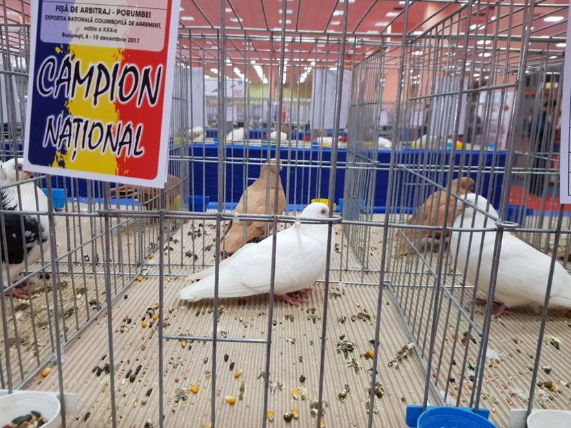 - -campioni porumbei