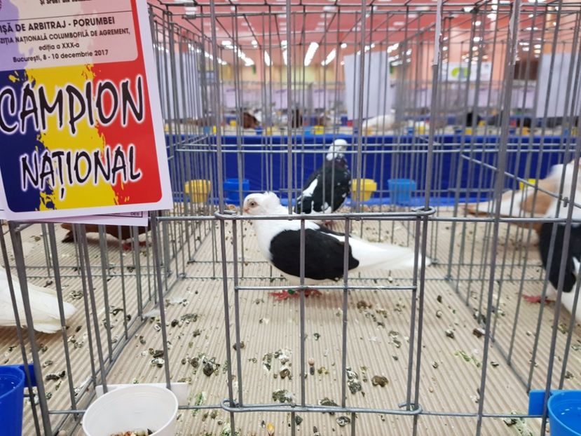  - -campioni porumbei