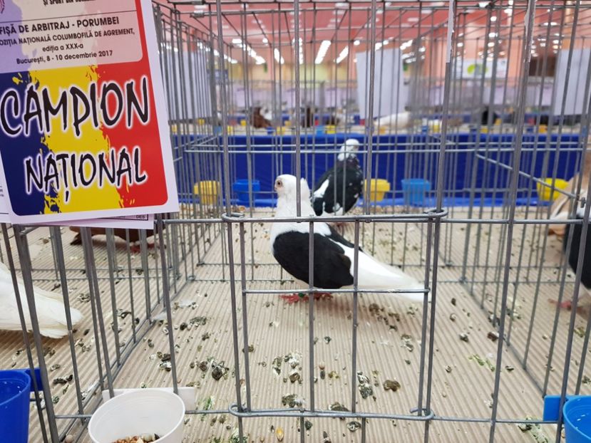  - -campioni porumbei