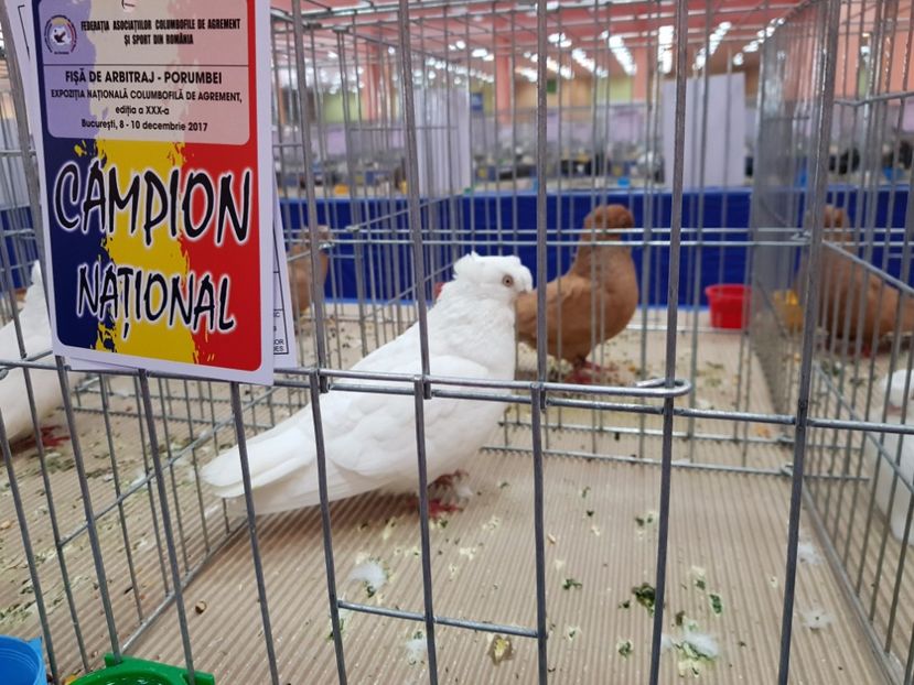  - -campioni porumbei