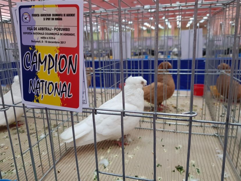  - -campioni porumbei