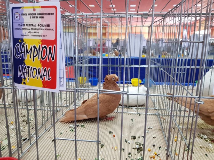  - -campioni porumbei