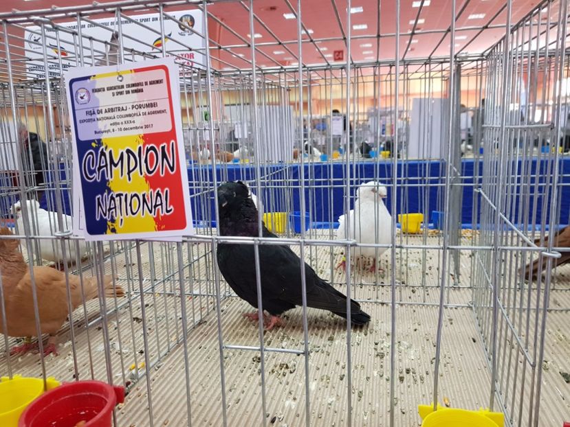  - -campioni porumbei