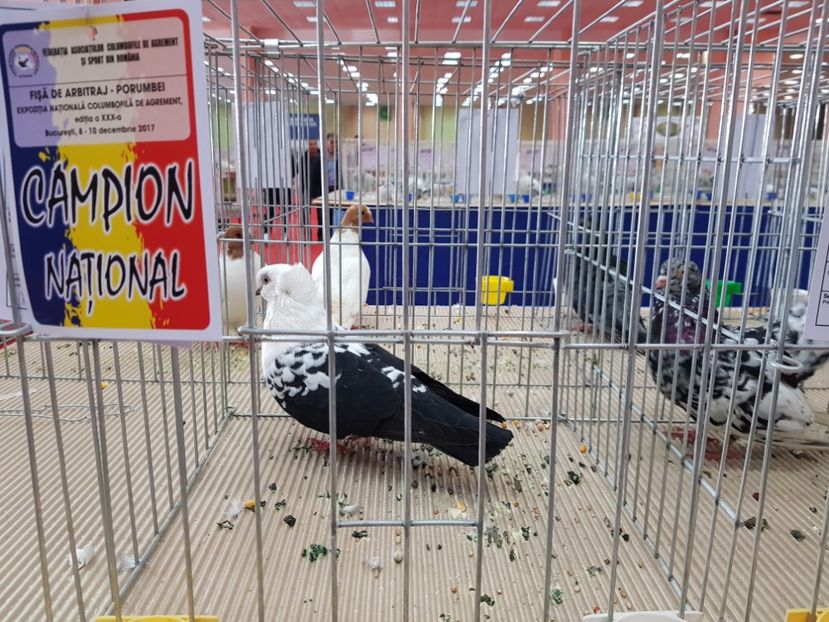  - -campioni porumbei