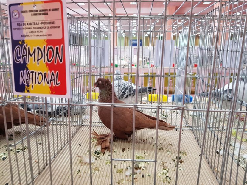  - -campioni porumbei