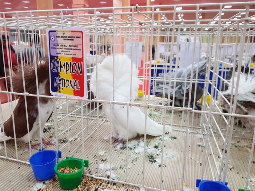  - -campioni porumbei