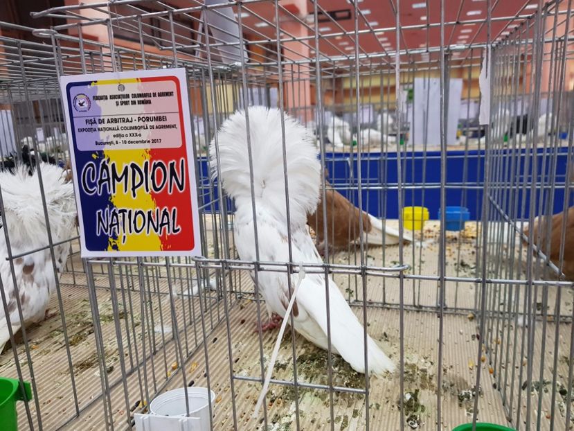  - -campioni porumbei