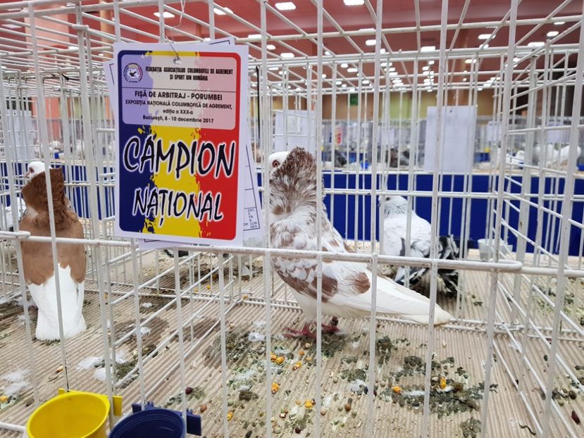  - -campioni porumbei