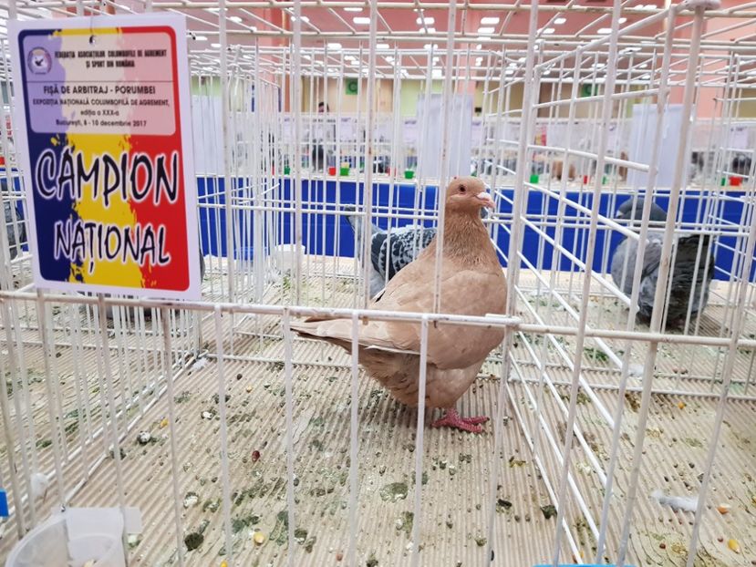  - -campioni porumbei