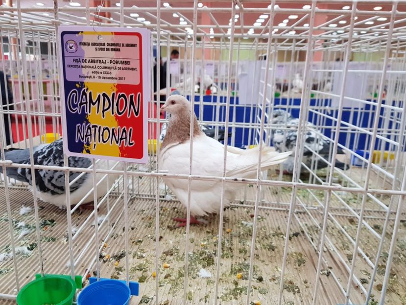  - -campioni porumbei