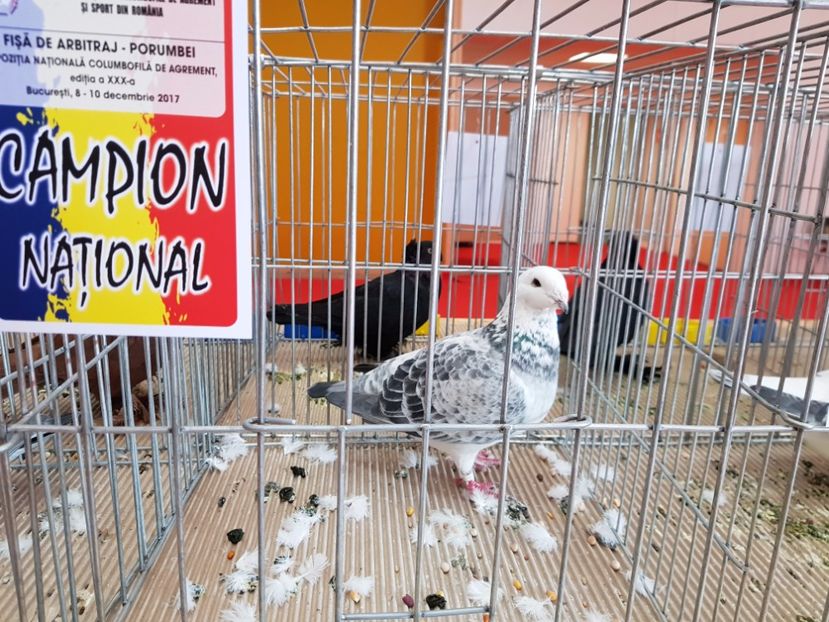  - -campioni porumbei