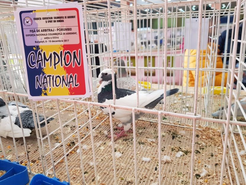  - -campioni porumbei