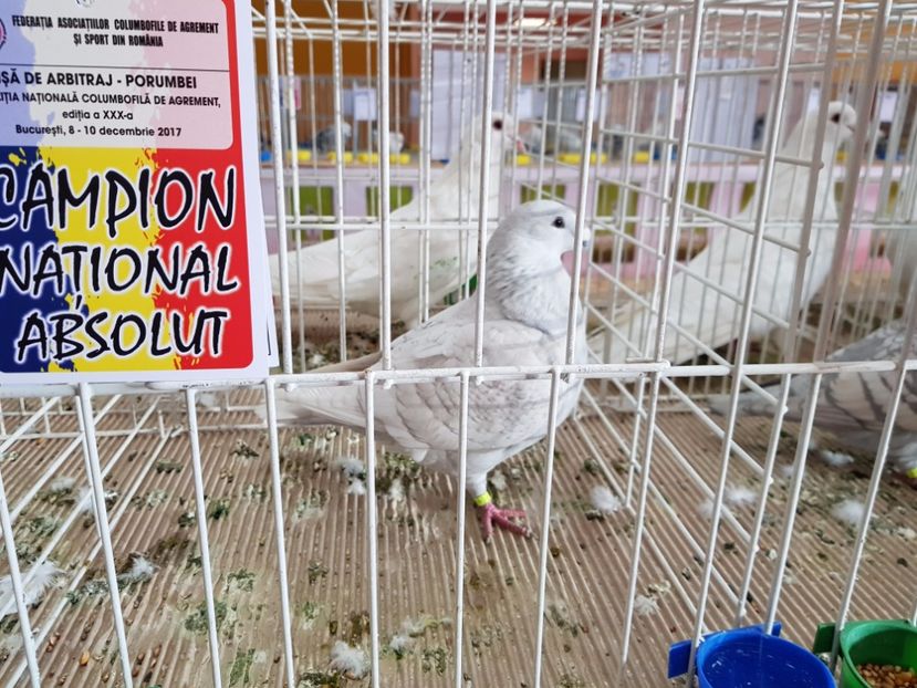  - -campioni porumbei