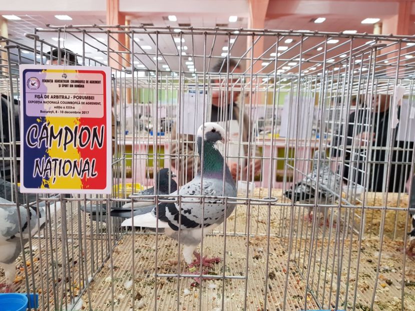  - -campioni porumbei