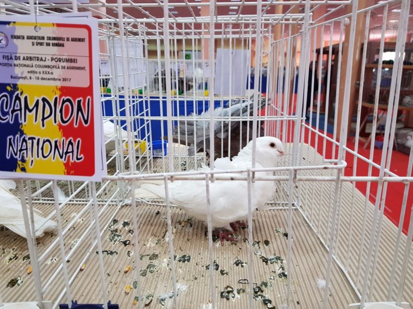  - -campioni porumbei