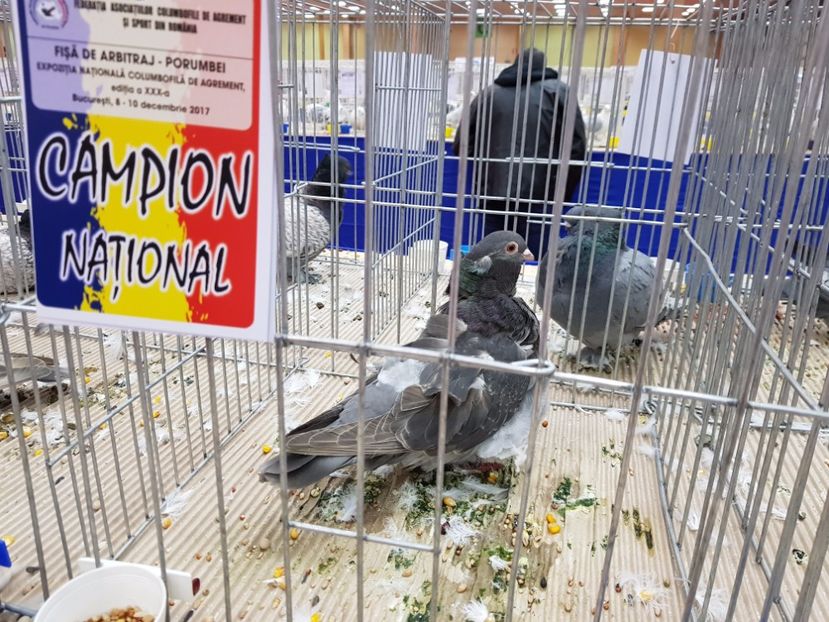  - -campioni porumbei