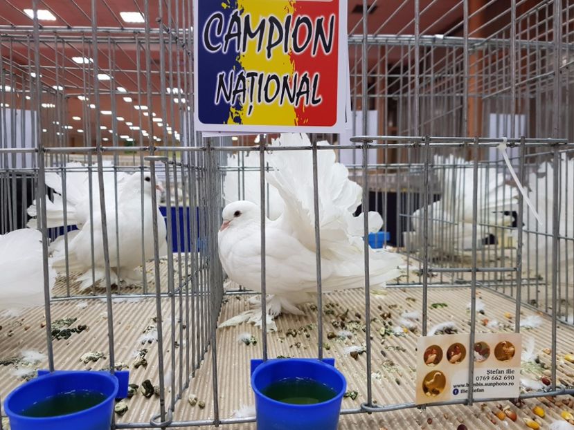  - -campioni porumbei