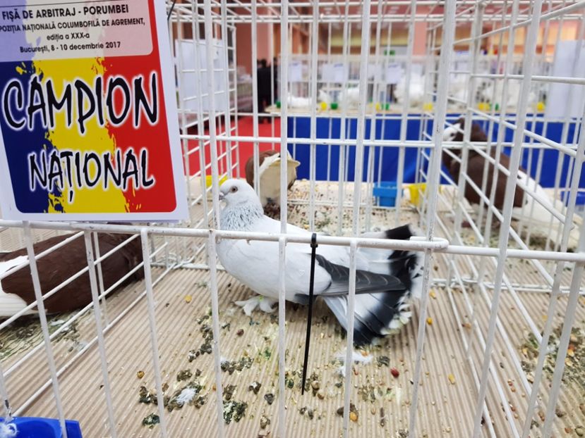  - -campioni porumbei