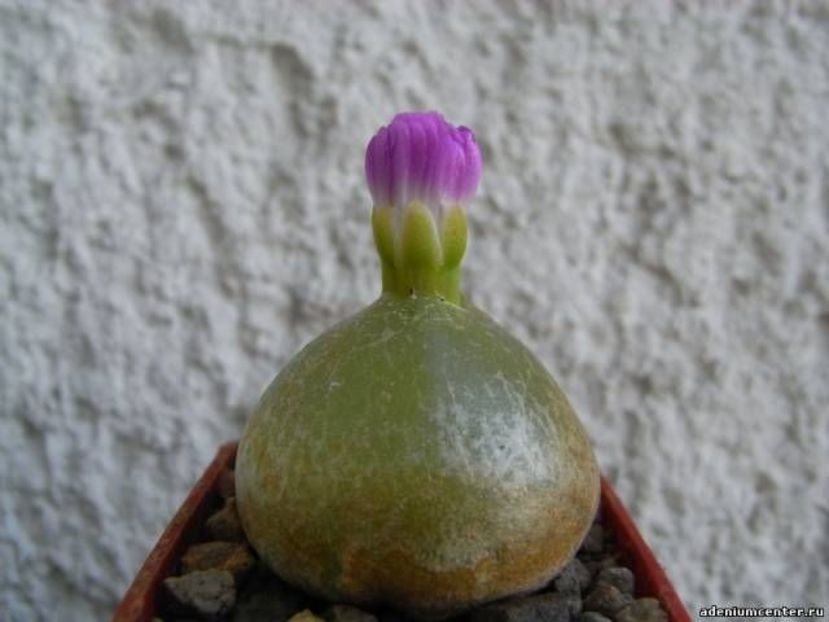 conophytum burgeri - Whish list pentru viata urmatoare1