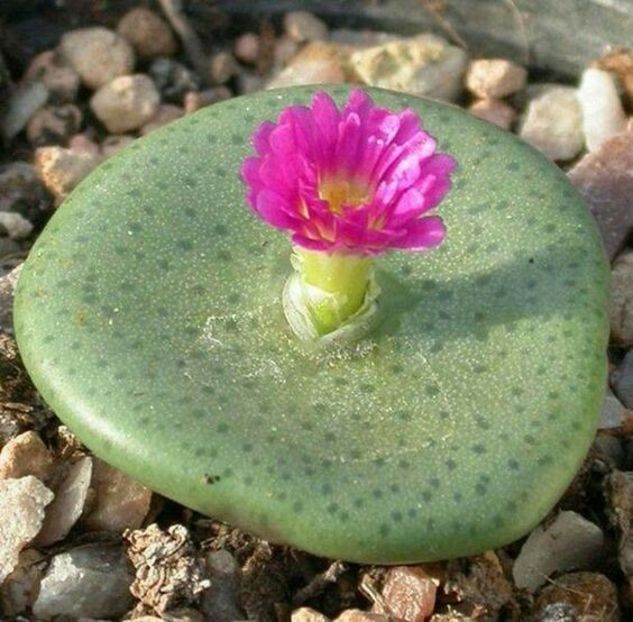 Conophytum taylorianum - Whish list pentru viata urmatoare1