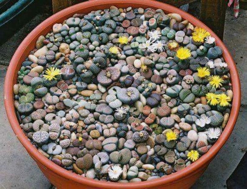 Lithops - diverse varietati - Whish list pentru viata urmatoare1