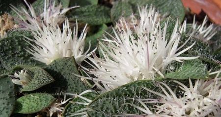 Massonia pygmaea - Whish list pentru viata urmatoare1
